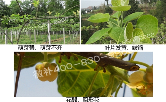 微補(bǔ) 微補(bǔ)