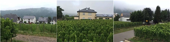 葡萄農(nóng)莊清晨 葡萄農(nóng)莊清晨