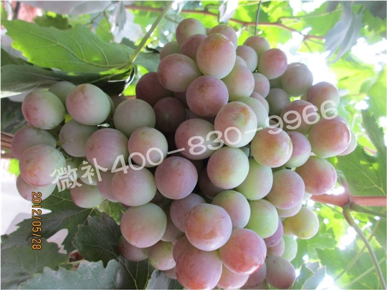 余教授德國鄉(xiāng)村行：雷司令葡萄酒產(chǎn)業(yè)對中國水果產(chǎn)業(yè)有啟示嗎？