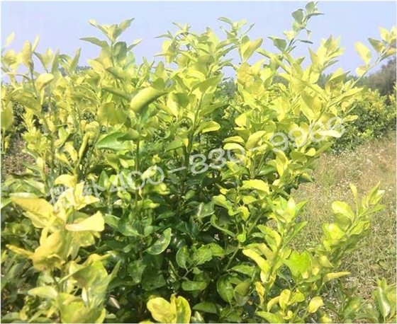 柑橘樹(shù)黃化 柑橘樹(shù)黃化