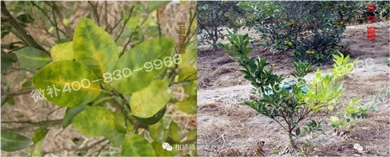 微補由國際植物營養(yǎng)專家領銜的微肥企業(yè),40年微肥經驗,針對80多種農作物,有100多個微肥產品,涵蓋葉面肥,沖施肥,水溶肥等.咨詢熱線:400-830-9966微補系列微肥,質量好,肥效高,見效快,后勁大,無公害. 微補由國際植物營養(yǎng)專家領銜的微肥企業(yè),40年微肥經驗,針對80多種農作物,有100多個微肥產品,涵蓋葉面肥,沖施肥,水溶肥等.咨詢熱線:400-830-9966微補系列微肥,質量好,肥效高,見效快,后勁大,無公害.