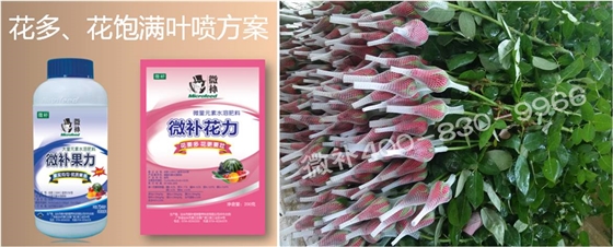 花卉也需要微補(bǔ)嗎？