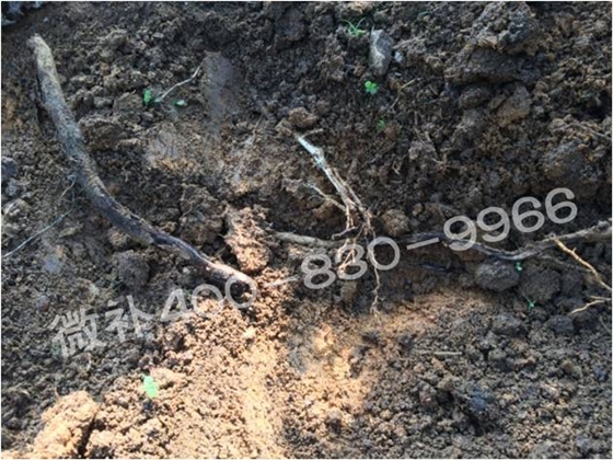 柑橘春梢弱，難抽發(fā)，到底是什么原因？