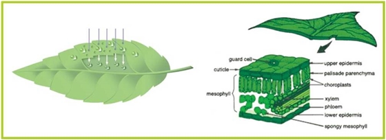 品牌那么多，如何選擇優(yōu)質(zhì)葉面肥？