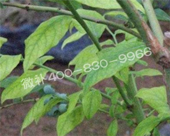 藍(lán)莓黃葉是缺素還是病害？
