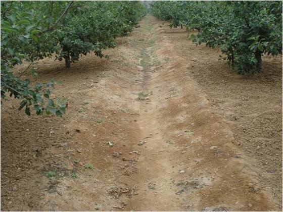 蘋果 (2).jpg 蘋果 (2).jpg