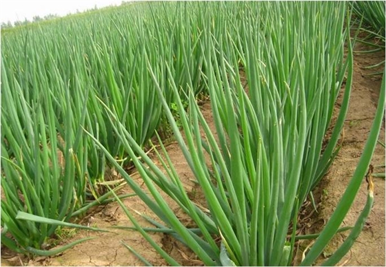 蔥蒜徒長 蔥蒜徒長