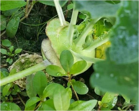 大頭菜開裂 大頭菜開裂
