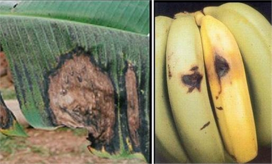 香蕉炭疽病 香蕉炭疽病