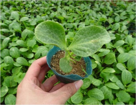 甜瓜不長 甜瓜不長