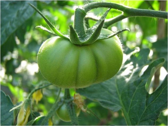 番茄畸形花結(jié)畸形果 番茄畸形花結(jié)畸形果