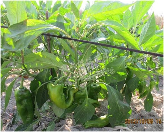 辣椒彎曲 辣椒彎曲