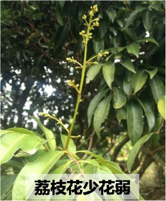 荔枝花少花弱 荔枝花少花弱