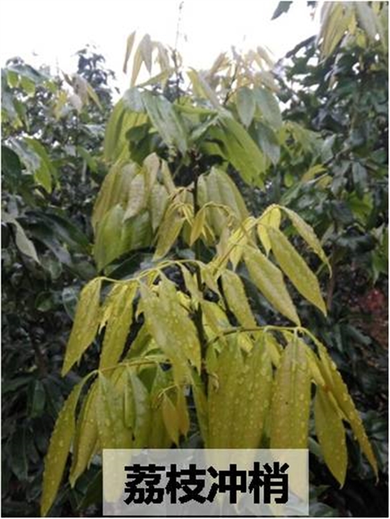 荔枝沖梢 荔枝沖梢