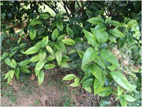 新梢不轉(zhuǎn)綠 新梢不轉(zhuǎn)綠