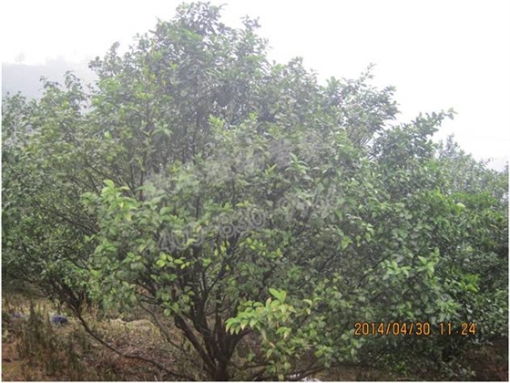 柑橘樹勢(shì)差 柑橘樹勢(shì)差