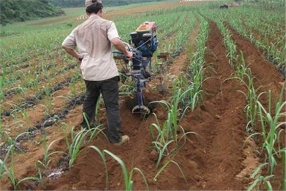 甘蔗除草培土 甘蔗除草培土
