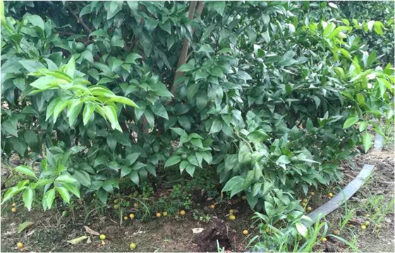 柑橘落果 柑橘落果