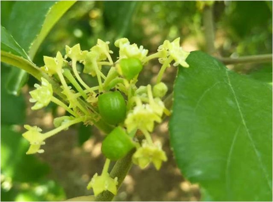 青棗果個(gè)小 青棗果個(gè)小