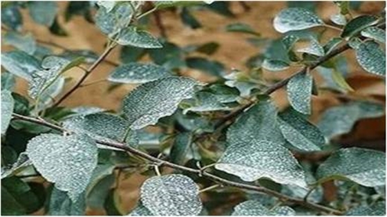 藥斑殘留 藥斑殘留