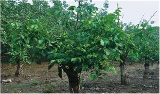 柑橘嫁接 柑橘嫁接