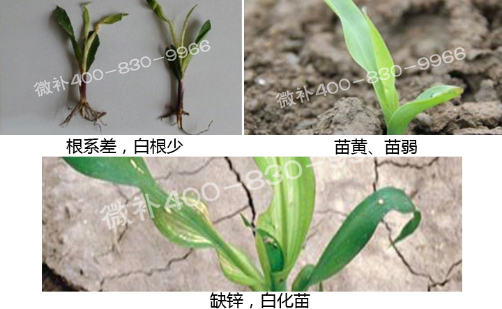 微補(bǔ) 微補(bǔ)