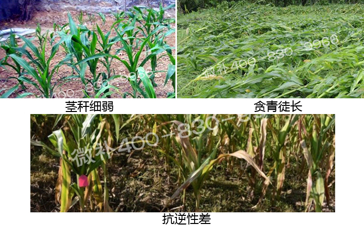 微補(bǔ) 微補(bǔ)