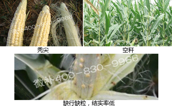 微補(bǔ) 微補(bǔ)