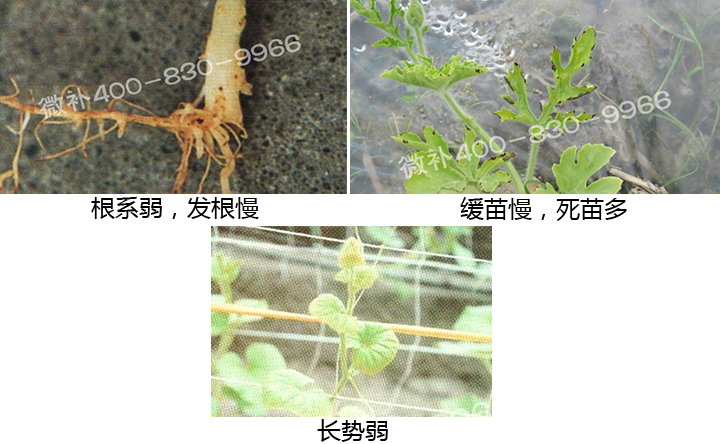 微補(bǔ) 微補(bǔ)