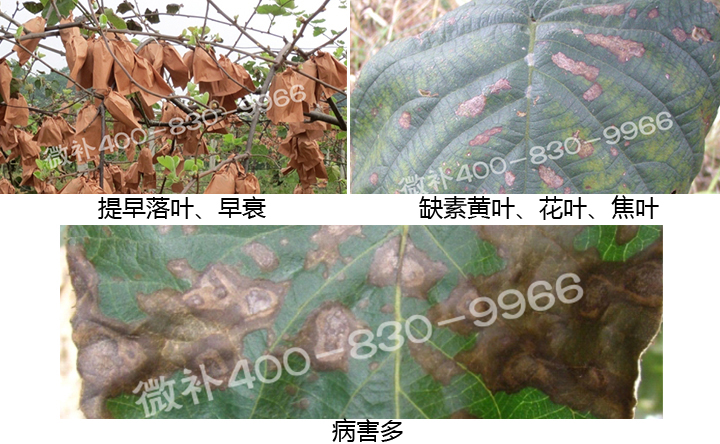 微補(bǔ) 微補(bǔ)