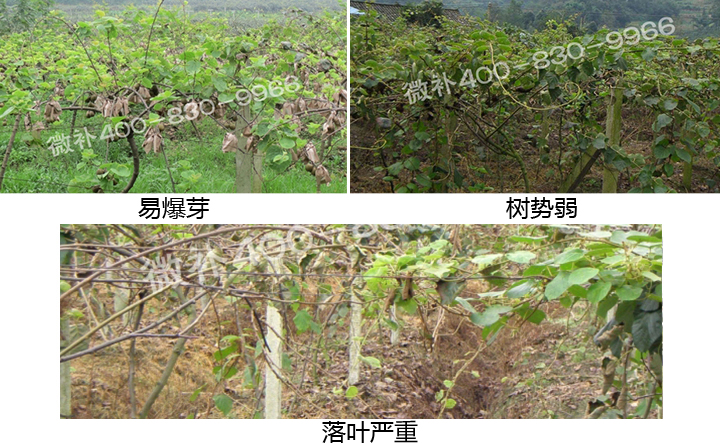 微補(bǔ) 微補(bǔ)