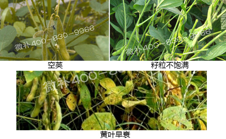 微補(bǔ) 微補(bǔ)