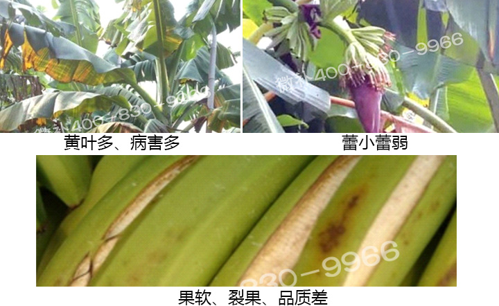 微補(bǔ) 微補(bǔ)