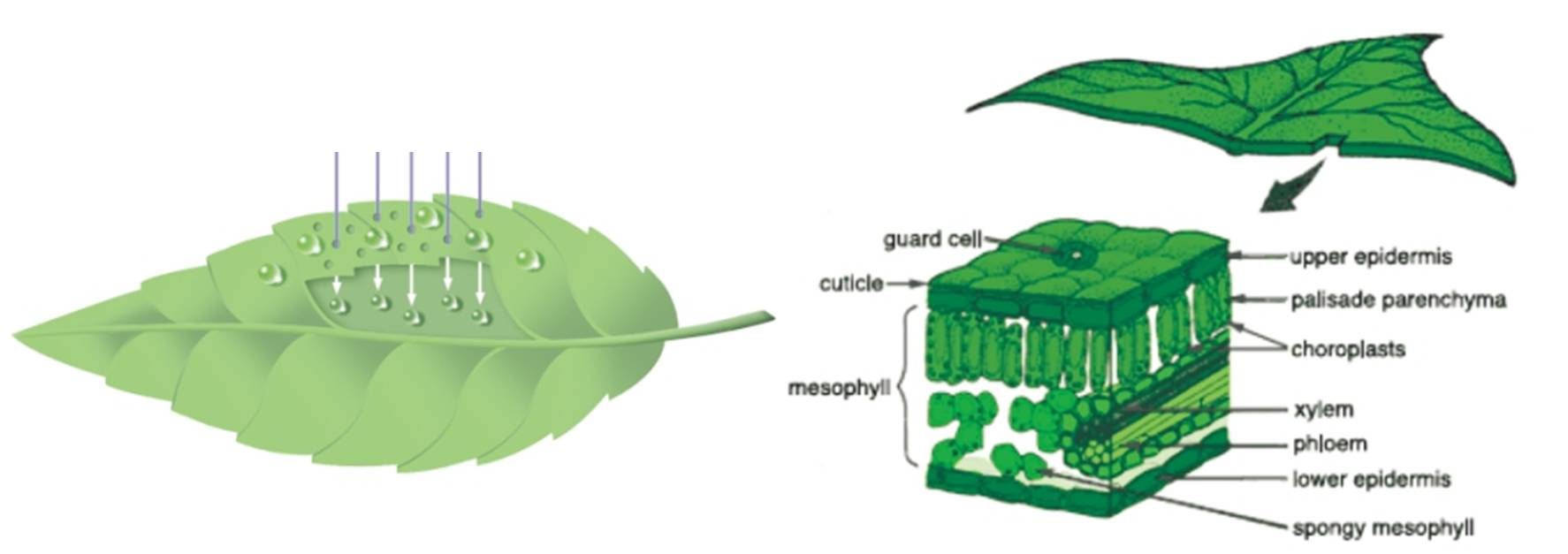 葉片.jpg 葉片.jpg