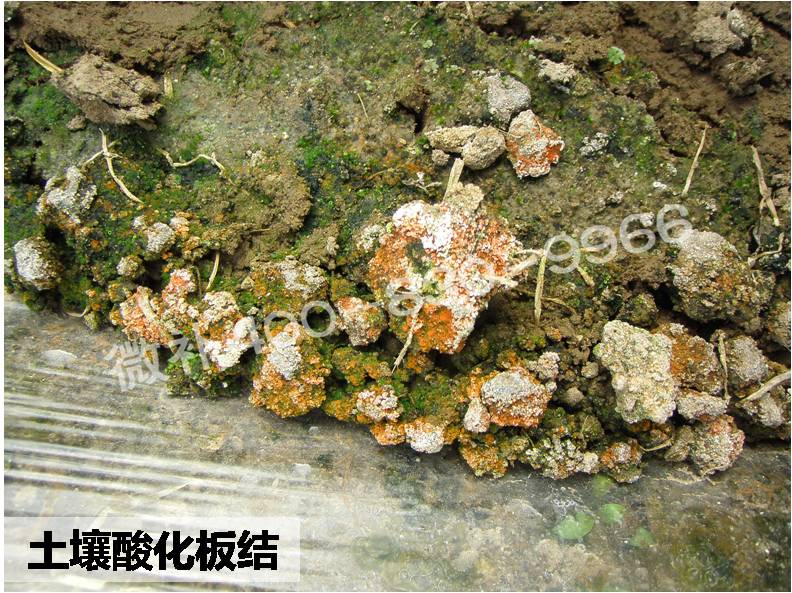 #微補講壇#走出肥料利用率低的困境 #微補講壇#走出肥料利用率低的困境