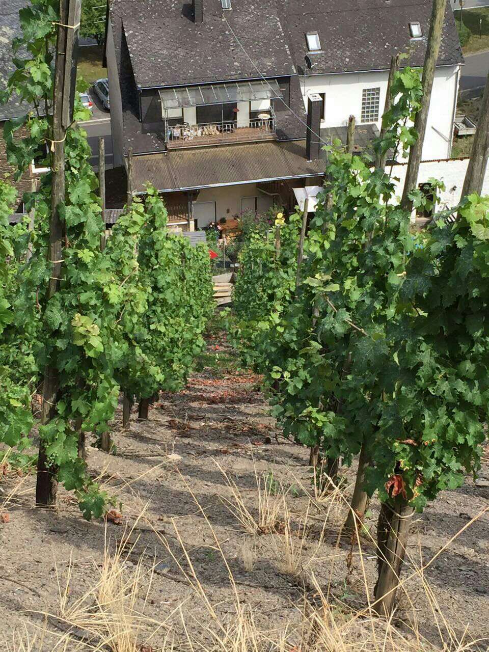 余教授德國鄉(xiāng)村行:世界葡萄園的無限風(fēng)光在摩澤爾河 余教授德國鄉(xiāng)村行:世界葡萄園的無限風(fēng)光在摩澤爾河