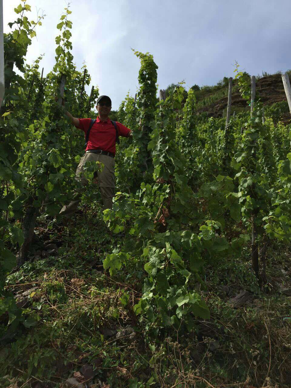 余教授德國鄉(xiāng)村行:世界葡萄園的無限風(fēng)光在摩澤爾河 余教授德國鄉(xiāng)村行:世界葡萄園的無限風(fēng)光在摩澤爾河
