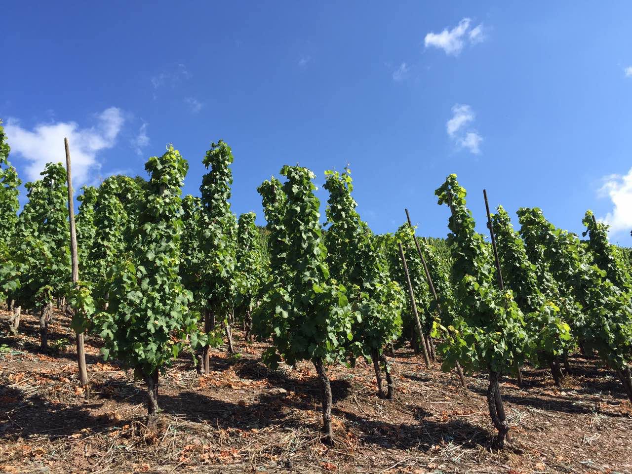 余教授德國鄉(xiāng)村行：雷司令葡萄酒產(chǎn)業(yè)對(duì)中國水果產(chǎn)業(yè)有啟示嗎？