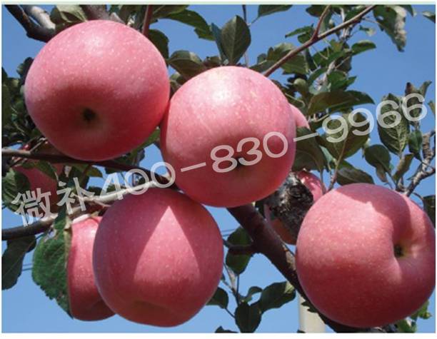 余教授德國鄉(xiāng)村行：雷司令葡萄酒產(chǎn)業(yè)對(duì)中國水果產(chǎn)業(yè)有啟示嗎？