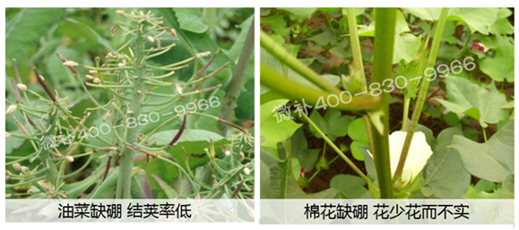 春季作物為什么需要大量用硼肥？