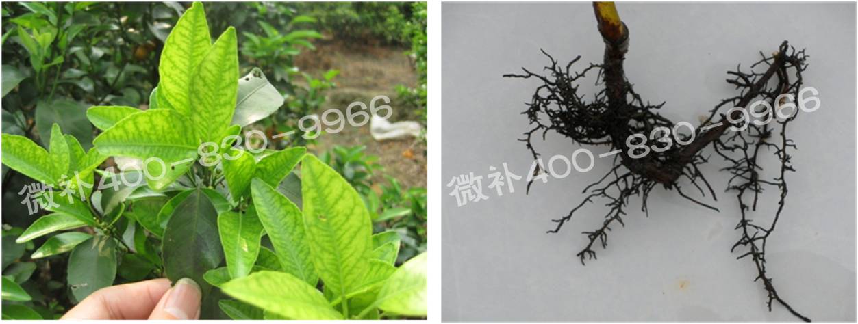 微補由國際植物營養(yǎng)專家領(lǐng)銜的微肥企業(yè),40年微肥經(jīng)驗,針對80多種農(nóng)作物,有100多個微肥產(chǎn)品,涵蓋葉面肥,沖施肥,水溶肥等.咨詢熱線:400-830-9966微補系列微肥,質(zhì)量好,肥效高,見效快,后勁大,無公害.