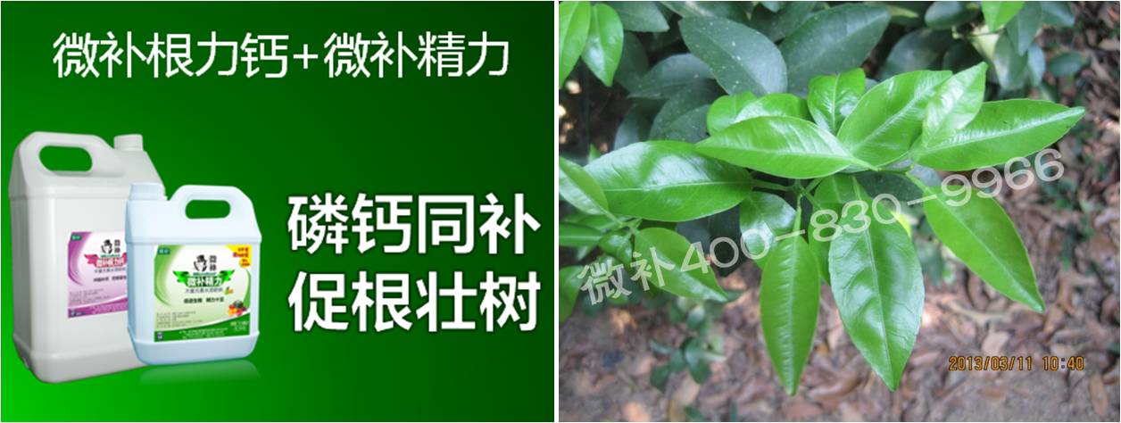 柑橘春梢弱，難抽發(fā)，到底是什么原因？