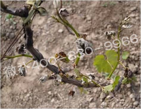 葡萄萌芽期如何預(yù)防倒春寒？