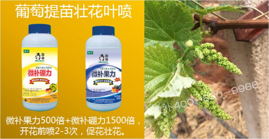 葡萄萌芽期如何預(yù)防倒春寒？