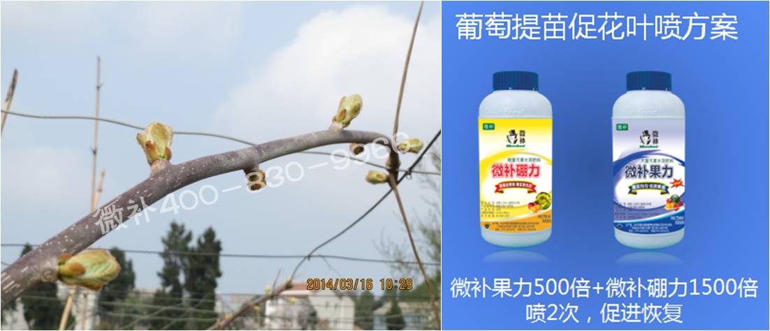 獼猴桃萌芽期如何施肥，才能促進(jìn)萌芽齊、萌芽壯？