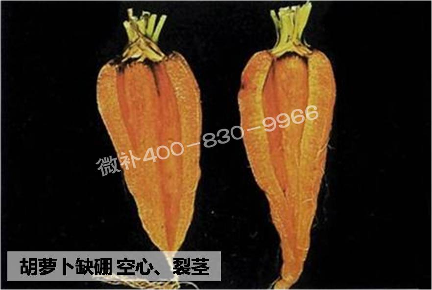 大田作物缺硼，就用高生物活性海藻液體硼，補硼更有效！