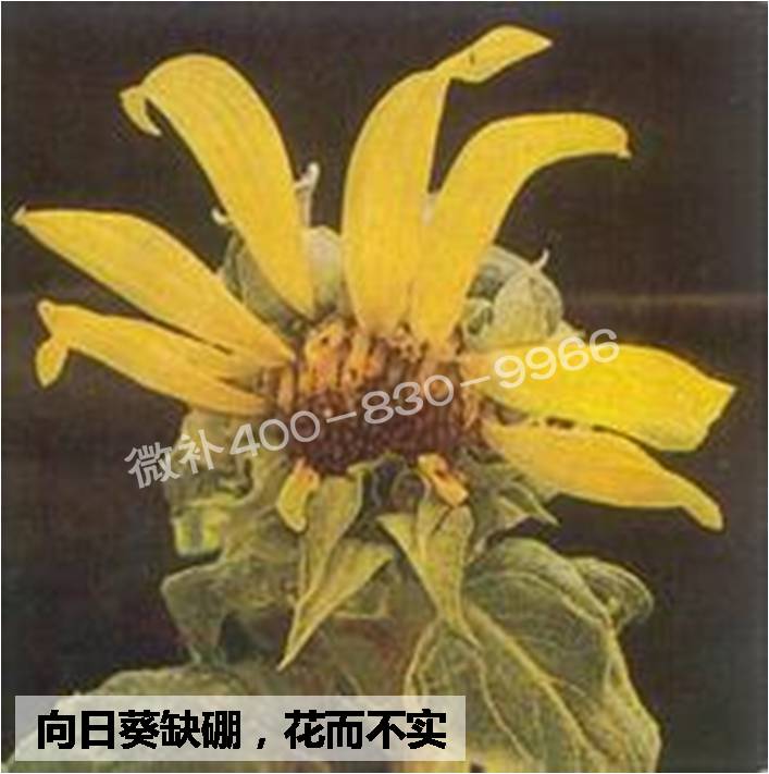 大田作物缺硼，就用高生物活性海藻液體硼，補硼更有效！