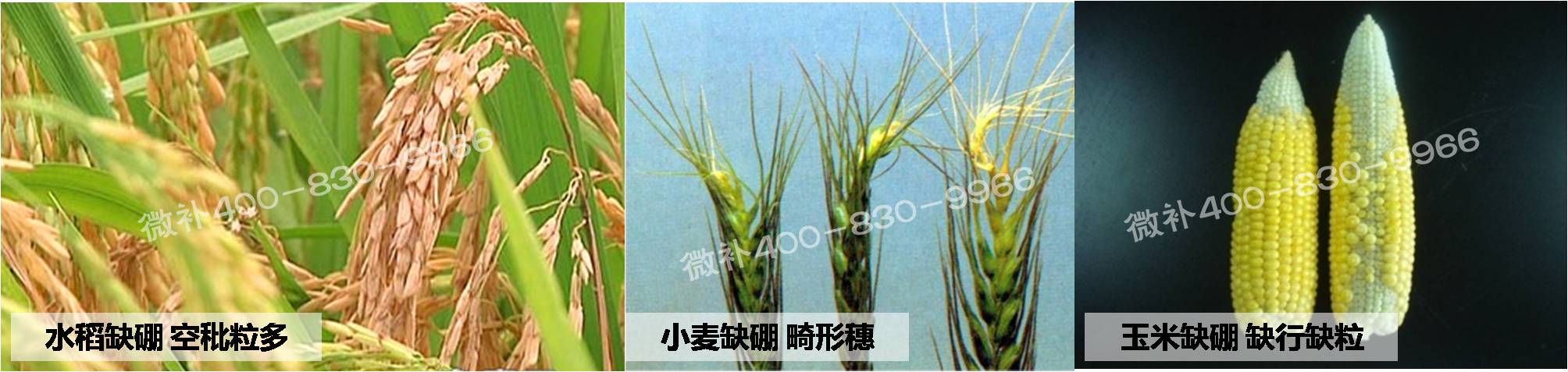 大田作物缺硼，就用高生物活性海藻液體硼，補硼更有效！