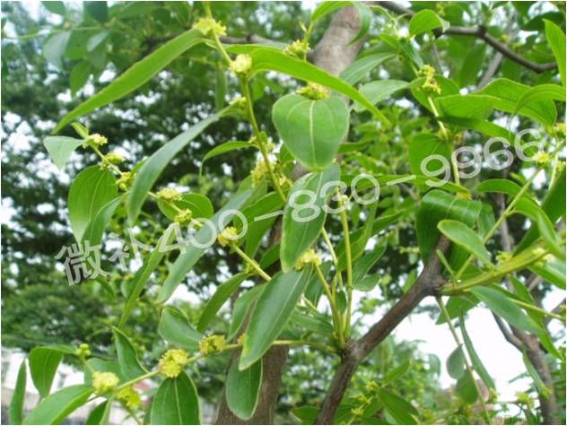 冬棗萌芽后黃葉是缺鐵嗎？