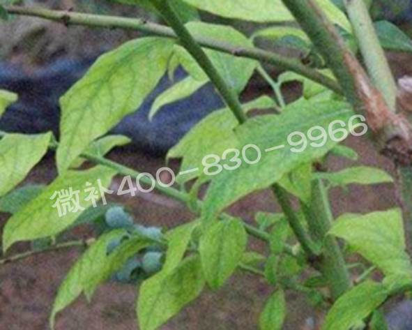 藍莓黃葉是缺素還是病害？